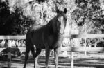 Horse In The Paddock Stock Photo