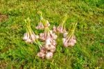 Some Bundles Of Garlic Lying On The Grass Stock Photo