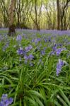 Sussex Bluebells Stock Photo