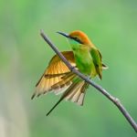 Little Green Bee-eater Stock Photo