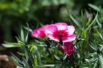 Dianthus Stock Photo