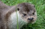 Eurasian Otter (lutra Lutra) Stock Photo