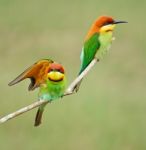 Chestnut-headed Bee-eater Stock Photo