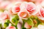 Pink Begonia Flower In Garden Stock Photo