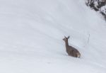 Deer In The Snow! Stock Photo