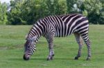 Beautiful Zebra On The Grass Field Stock Photo