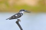 Female Pied Kingfisher Stock Photo