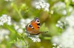 Peacock Butterfly Stock Photo