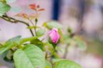 Rose Flower Blooming Stock Photo