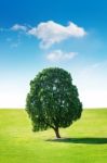 Single Tree,tree In Field And Blue Sky.olympic Park In Korea Stock Photo