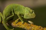 Cute Green Chameleon Stock Photo