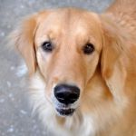 A Protrait Of Labrador Stock Photo