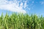 Sugarcane And Blue Sky Background Stock Photo