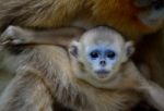 Baby Golden Snub-nosed Monkey In Mother's Arms Stock Photo