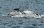 Humpback Whale Tail Stock Photo