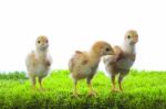 Three Of Little Yellow Kid Chick Standing On Artificial Green Gr Stock Photo