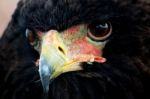 Bateleur Eagle Stock Photo