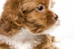 Brown Little Havanese Puppy Stock Photo