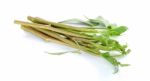 Water Spinach Isolated On The White Background Stock Photo