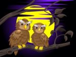 Couple Owl Stock Photo