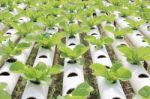 Hydroponic Vegetable Farm Stock Photo