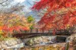 Maple Tree In Autumn In Korea Stock Photo