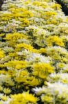 Chrysanthemum Morifolium Flowers Garden Stock Photo