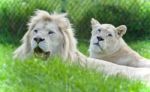 Picture With Two White Lions Laying Together Stock Photo