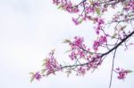 Branches Of Purple Sakura Stock Photo