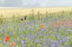 Wild Hind Stock Photo