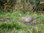 Female Pheasant At Warnham Nature Reserve Stock Photo