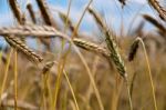 Cornfield Stock Photo