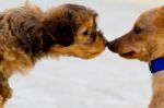 Domestic Dogs Get To Know Each Other Stock Photo