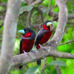 Black-and-red Broadbill Stock Photo