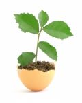 Growing Green Plant In Egg Shell Stock Photo