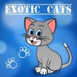 Exotic Cats Indicates Unique Puss And Feline Stock Photo