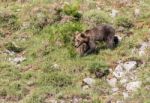 Brown Bear In Asturian Lands Stock Photo