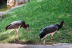 Fuengirola, Andalucia/spain - July 4 : Abdim's Stork In The Biop Stock Photo