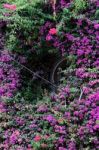 Marbella, Andalucia/spain - July 6 : Overgrown Building In Marbe Stock Photo