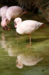 Pink Flamingos Stock Photo