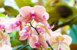 Orange Pink Phalaenopsis Orchid Flower In Garden Stock Photo