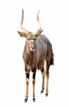 Nyala Isolated On White Background Stock Photo