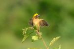 Male Baya Weaver Stock Photo