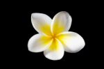 Plumeria Stock Photo