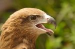 Close Up A Common Buzzard Stock Photo