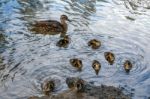 Female Mallard ((anas Platyrhynchos)) With Chicks Stock Photo