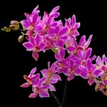 Phalaenopsis Hybrid Stock Photo