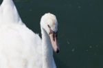 Beautiful Close-up Of A Mute Swan Stock Photo