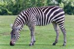 Isolated Photo Of A Zebra Eating The Grass Stock Photo