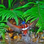 Male Blue-eared Kingfisher Stock Photo